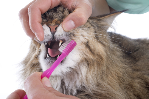 Dental Hygiene and Oral Care