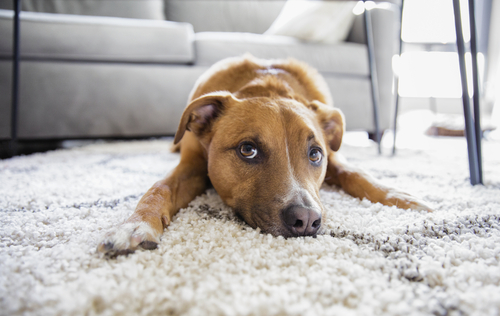 Canine Distemper