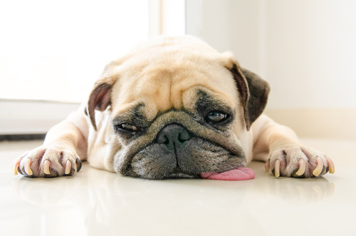 Canine Parvovirus
