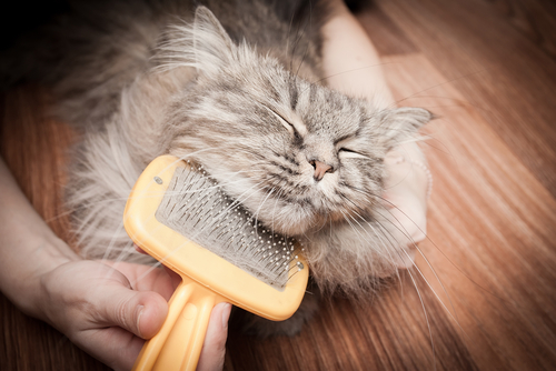 The Importance of Pet Grooming