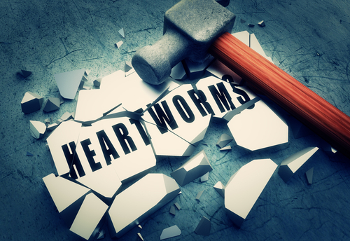 Heartworm
