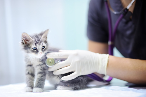 Recognizing an Ill Pet