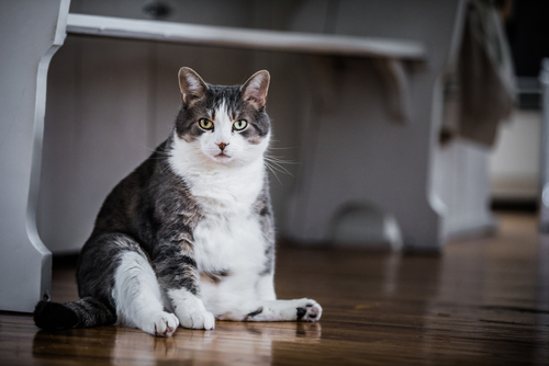 Pet Obesity