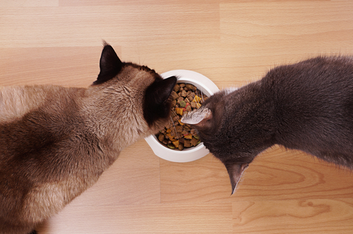 Feeding Your Pet
