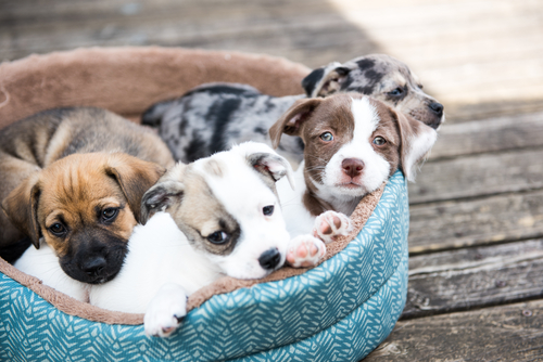 Picking your Perfect Puppy