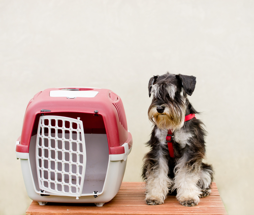 General Pet Safety