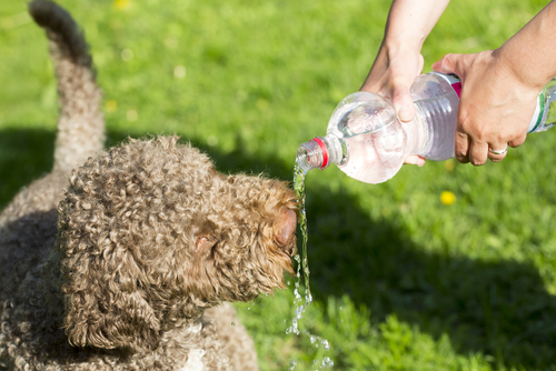 Heatstroke and Your Pet