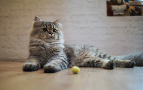Training Your Pet