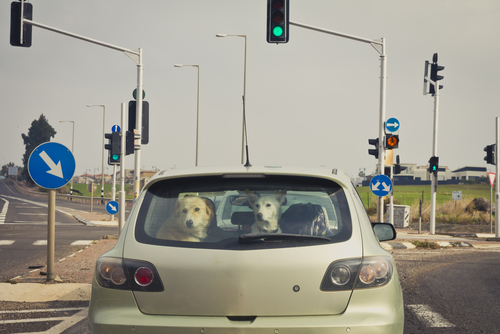Traveling With Your Pet