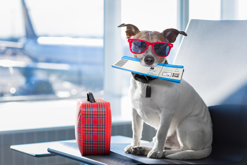 Traveling With Your Pet