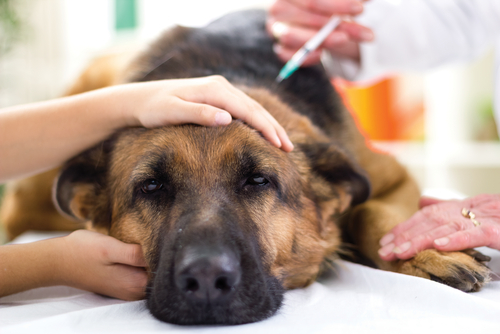 Vaccinations and Examinations